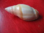 Baryspira Mamilla